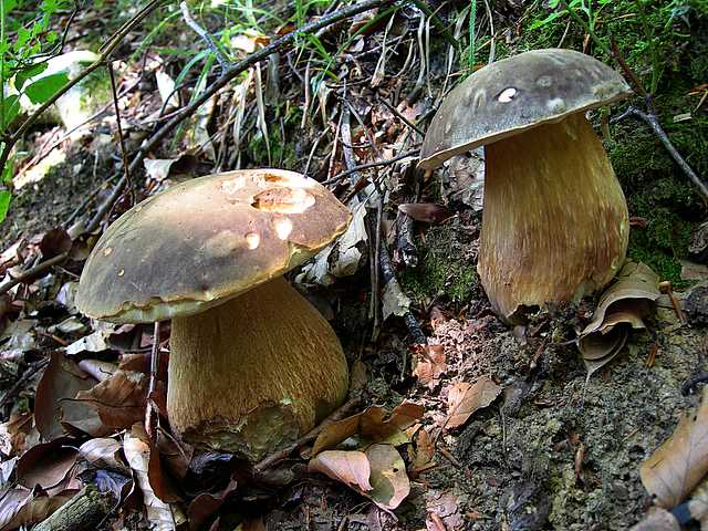 2005 :  Un anno di funghi
